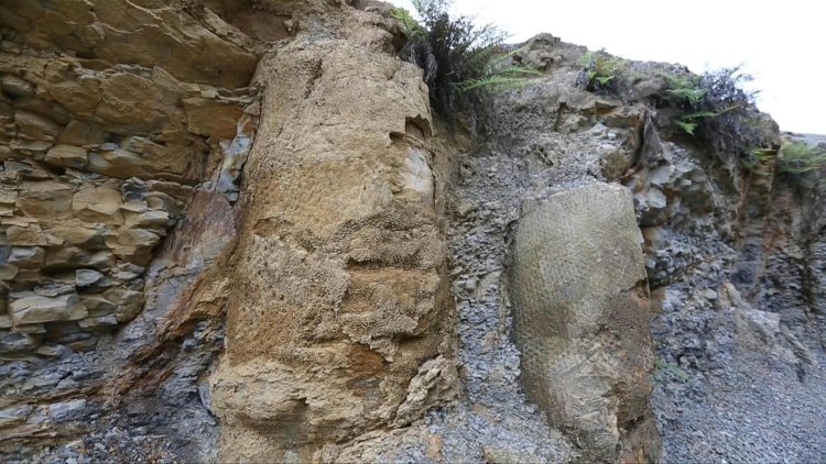 290 million-year-old forest is discovered in Brazil