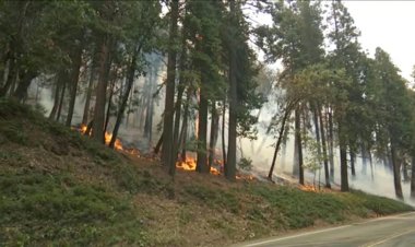 US firefighters race to protect giant sequoias in Yosemite