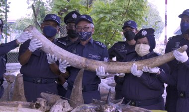 Malaysia seizes animal parts worth $18 mn