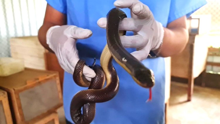 Nicaragua's animal export business: snakes and spiders by post