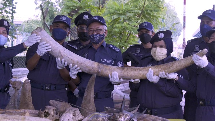 Malaysia seizes animal parts worth $18 mn