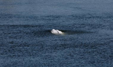 Stranded Beluga whale is now stationary in Seine