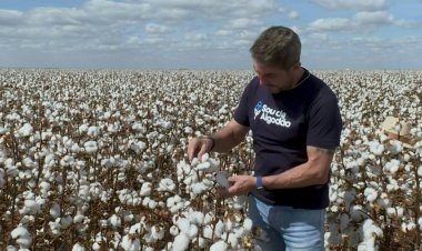 Brazil farmers bet on environmentally friendly cotton