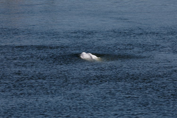 Stranded Beluga whale is now stationary in Seine