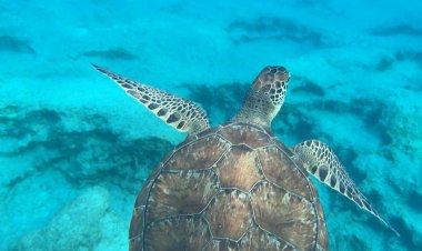 Green turtle glides through glistening waters of Cyprus