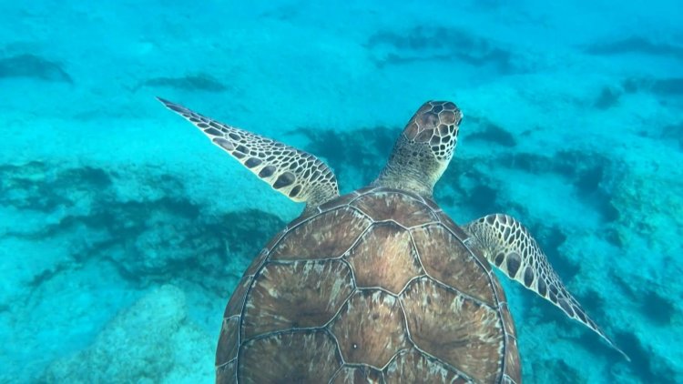 Green turtle glides through glistening waters of Cyprus