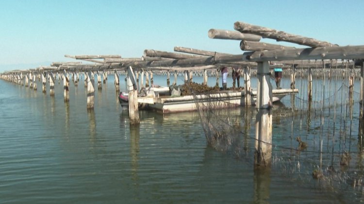 Heatwave batters Spain's Mediterranean mussel crop