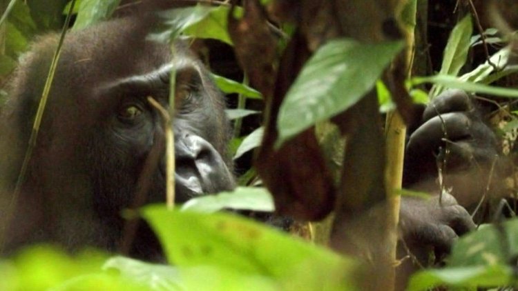 Ecotourism with gorillas to ease human-animal tensions