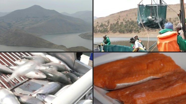 Mountainous Lesotho finds gold in trout fish farming