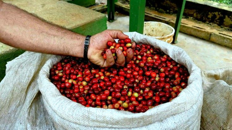 Cuba bets on specialty coffee to boost industry