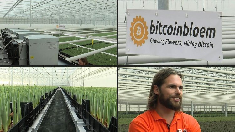 Dutch use bitcoin mining to grow tulips
