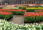 Netherlands celebrates National Tulip Day in Amsterdam