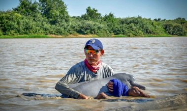 Two endangered pink dolphins rescued from shallow Columbia river