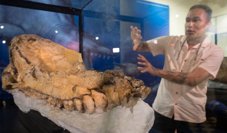 World’s Best-Preserved Fossil of Prehistoric Sperm Whale Found in Peru