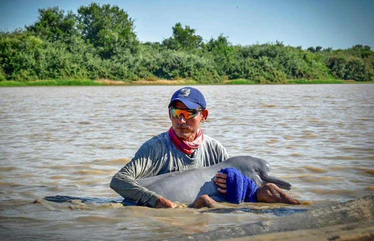 Two endangered pink dolphins rescued from shallow Columbia river