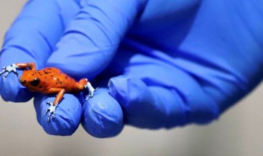 Frog Trafficking Foiled in Colombia