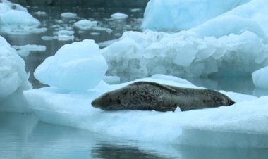 Mercury Threatens Antarctic Wildlife