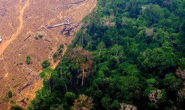 Amazon Faces Ecosystem Collapse