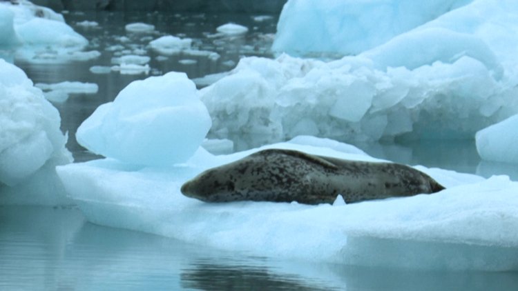 Mercury Threatens Antarctic Wildlife