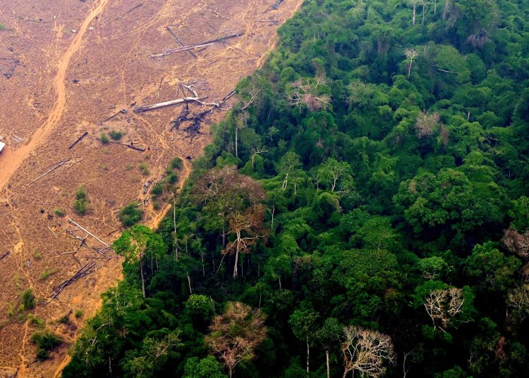 Amazon Faces Ecosystem Collapse