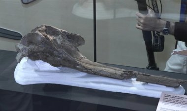Giant Dolphin Fossil Found