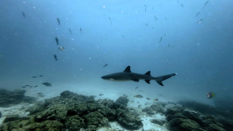 Galapagos Marine Reserve Threatened