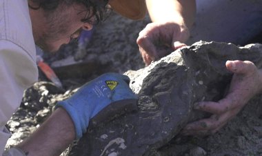 Paleontologists Rescue Ancient Marine Reptile