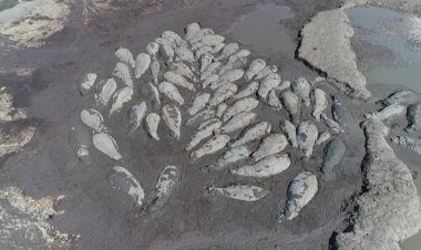 Botswana's Wildlife Under Threat