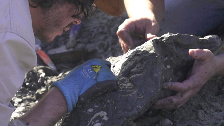 Paleontologists Rescue Ancient Marine Reptile