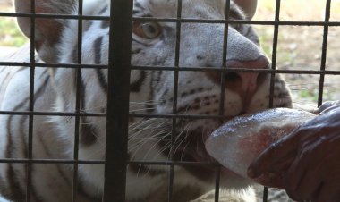 Philippine Zoo's Heat Wave Care