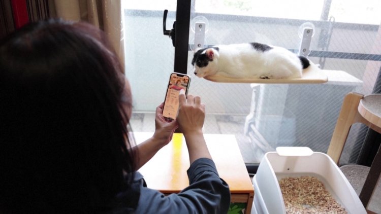 AI App Helps Monitor Aging Cats' Health in Japan