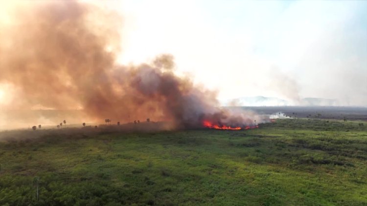 Intense Wildfires Ravage Brazil's Pantanal Wetlands