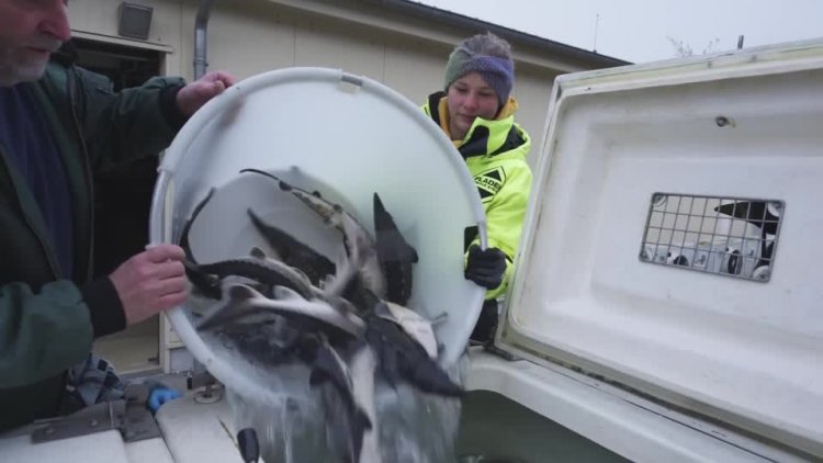 Atlantic Sturgeons Reintroduced in Sweden