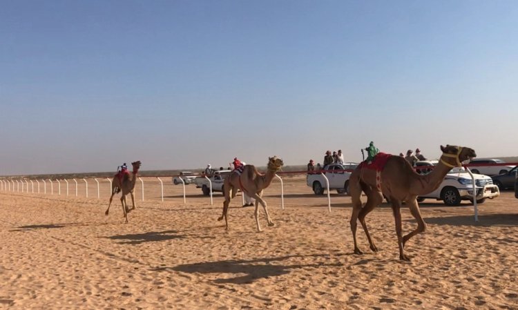 Camel Racing Event Kicks Off in Alamein