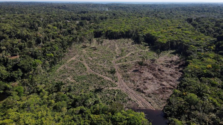 Lula's Amazon Efforts Cut Deforestation by Half