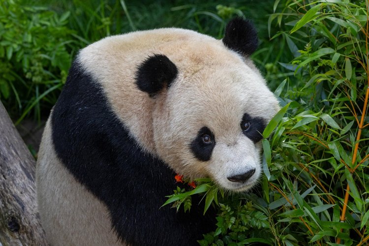 San Diego Zoo Unveils New Giant Pandas