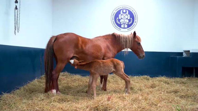 Peru Clones First Peruvian Paso Horse