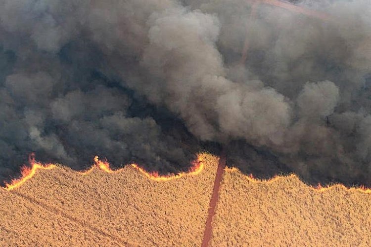 Brazil Deploys Military to Battle Sao Paulo Wildfires