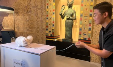 Shanghai Museum's Exhibit Attracts Feline Visitors