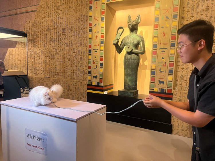 Shanghai Museum's Exhibit Attracts Feline Visitors