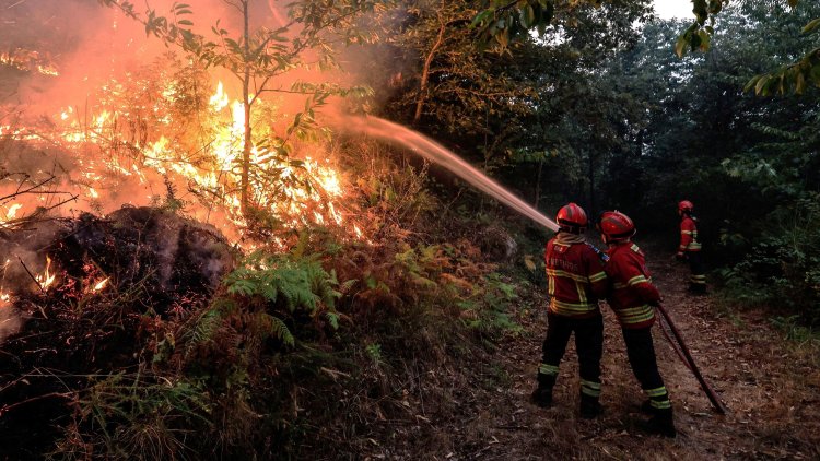 Wildfires in Portugal Burn Homes, Threaten 20 More