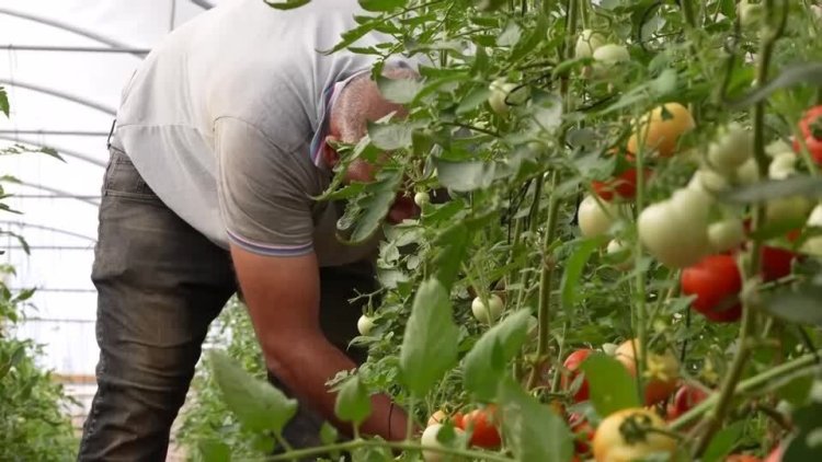 Palestinian workers return to farming after Gaza war