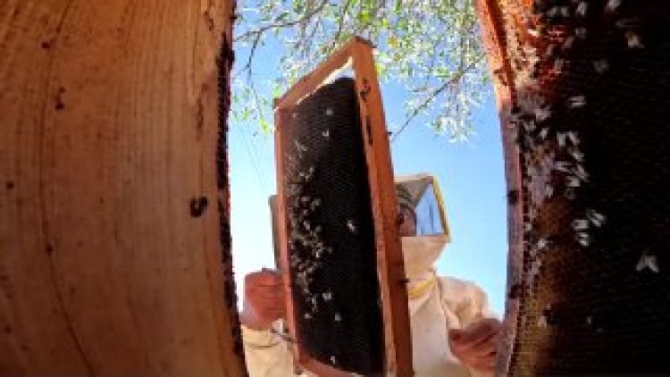 Climate change threatens Tunisia’s beekeeping industry