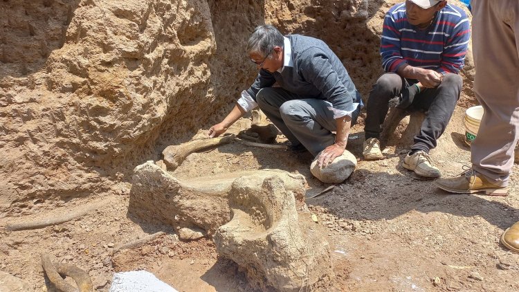 Fossilized mastodons uncovered in Peruvian Andes