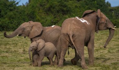 Kenya relocates elephants to reduce overpopulation