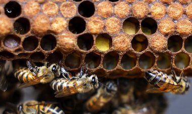 Scientists create supplement to protect bees from pesticides
