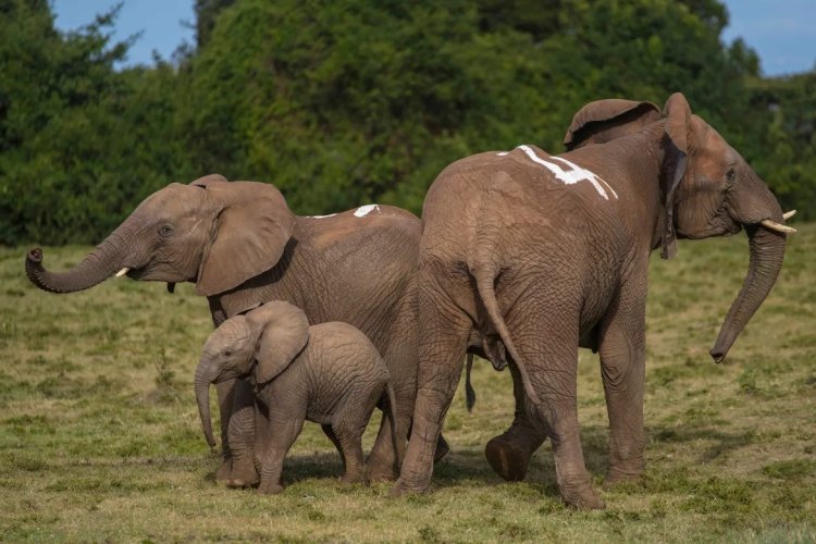 Kenya relocates elephants to reduce overpopulation