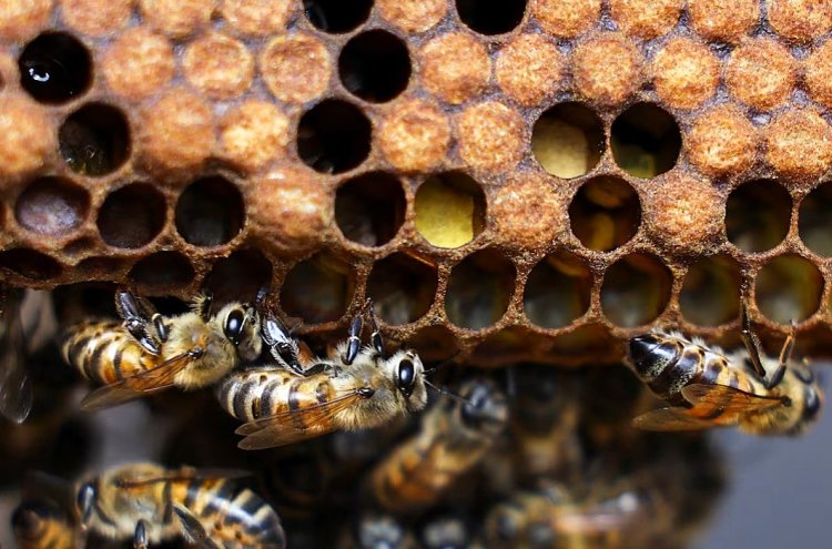 Scientists create supplement to protect bees from pesticides