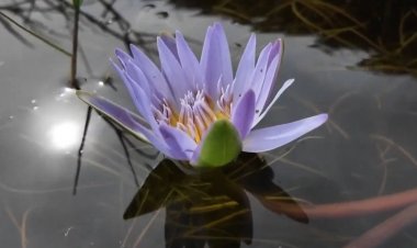 Cape Water Lily returns to Cape Town wetlands