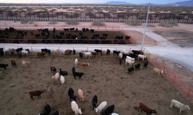 U.S. halts Mexican cattle imports over screwworm case